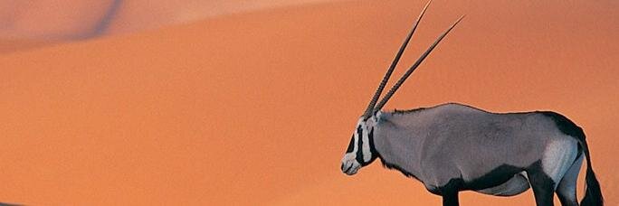 mooseymn's profile banner image