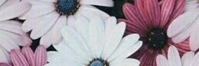 CrossaAriana's profile banner image