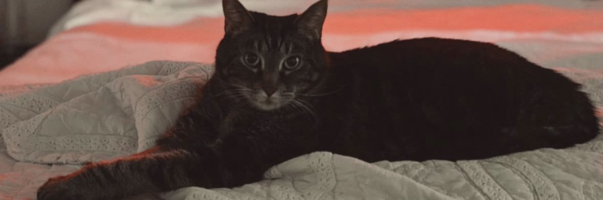 katiesummerb's profile banner image