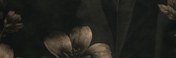 Aurelia ✿⁠ banner