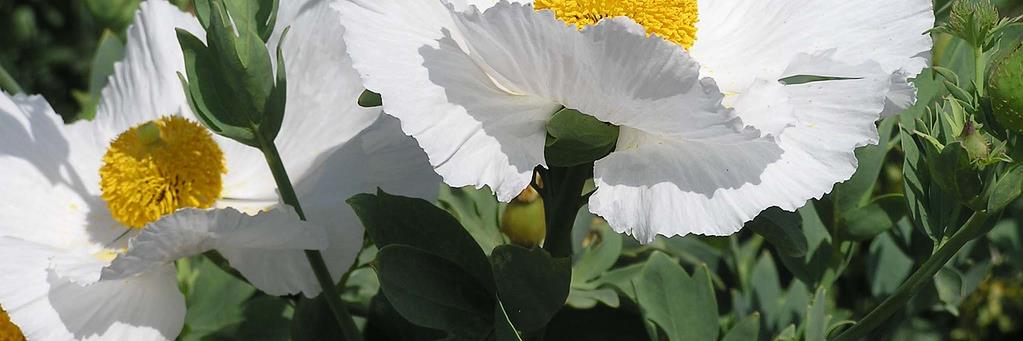 Council on Botanical & Horticultural Libraries banner