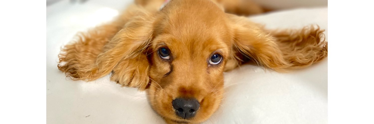 Dollys_ca's profile banner image