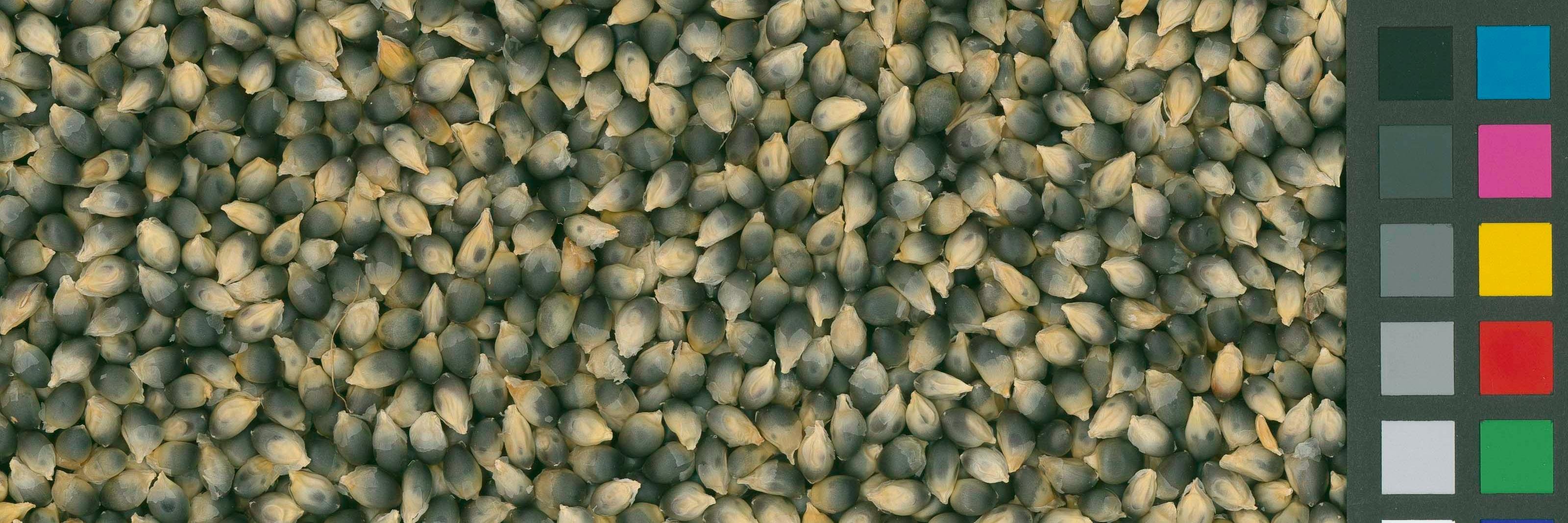 Vivian Bernau, PhD banner