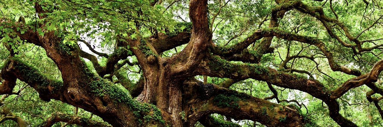 Karl Lagerfeld's cat banner