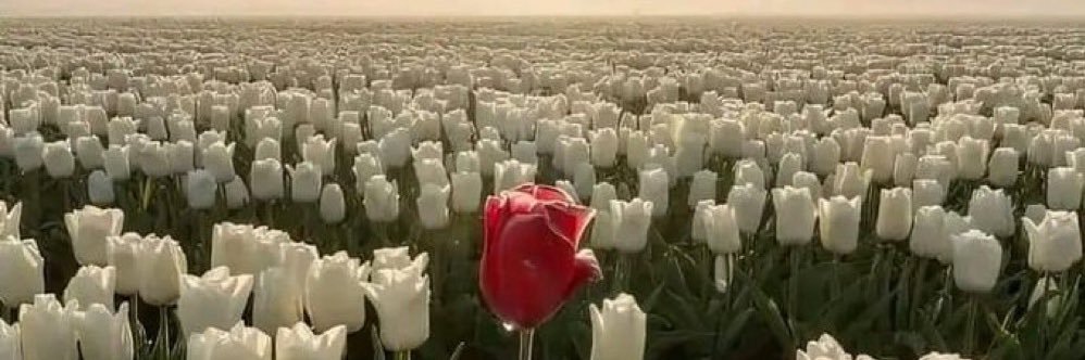 _missingmyRose's profile banner image