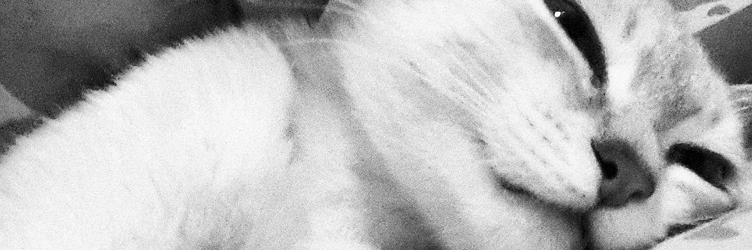 TeleGenia's profile banner image