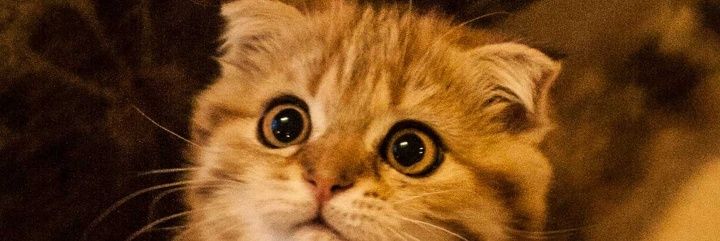 naomiko333's profile banner image