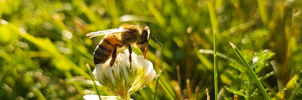 Clovermead Bees Profile Banner