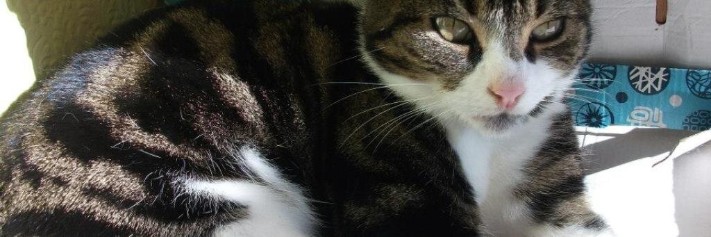 NewsMichelleB's profile banner image