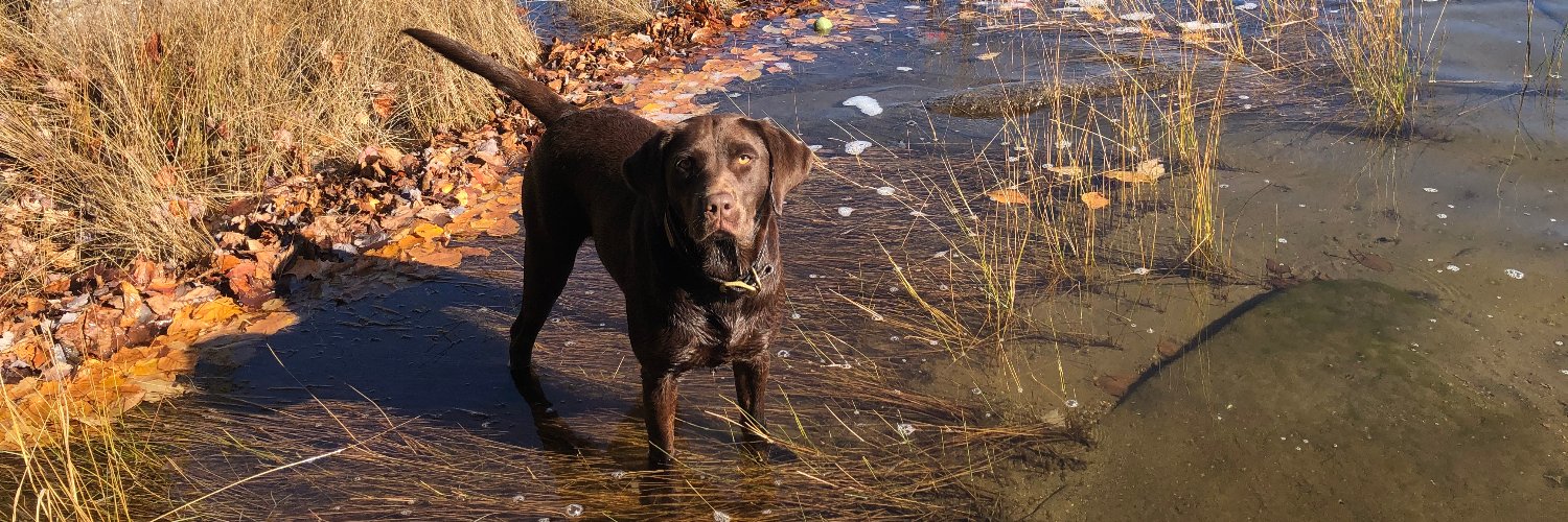 Anne Wallace Allen banner