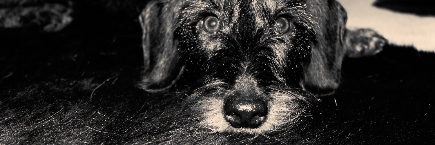 YolaWanders's profile banner image