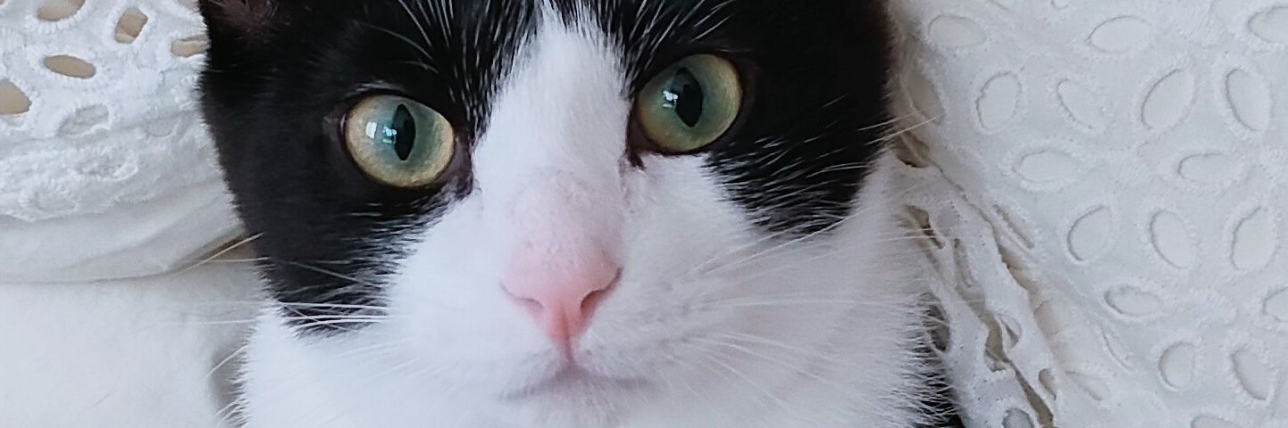 piquechang's profile banner image