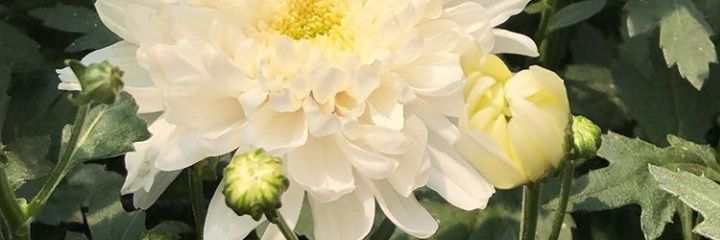 haiimatcha's profile banner image