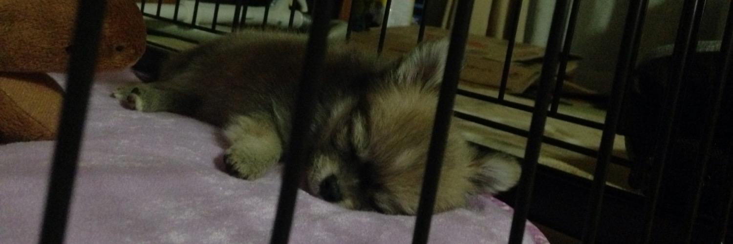 maru_koke's profile banner image