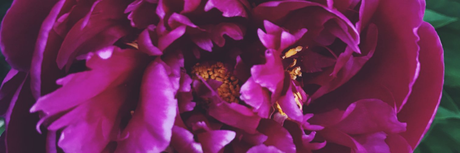 meaglesz's profile banner image