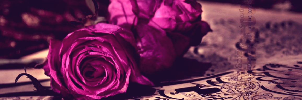 Gam Ladyboy banner