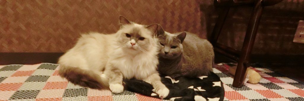 catgurugurudou's profile banner image