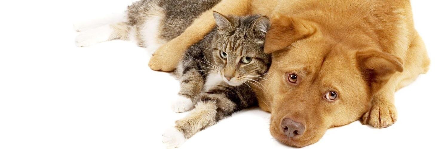 cutecatsvsdogs's profile banner image