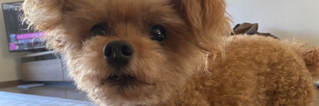 ta_pazu's profile banner image