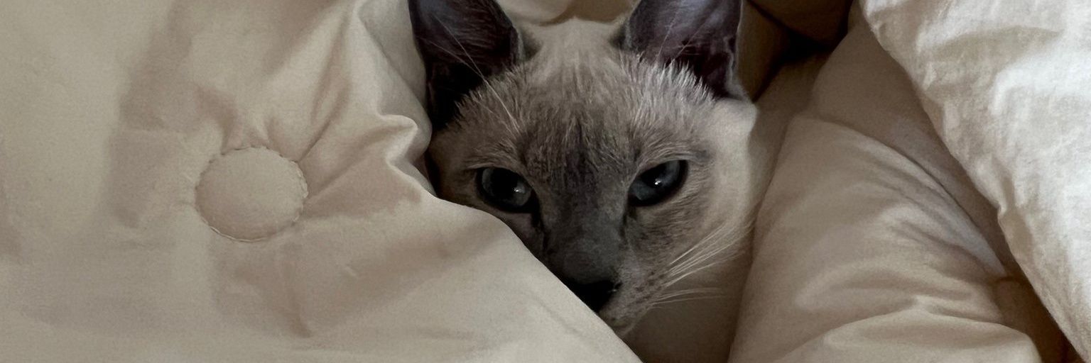 beaafi's profile banner image