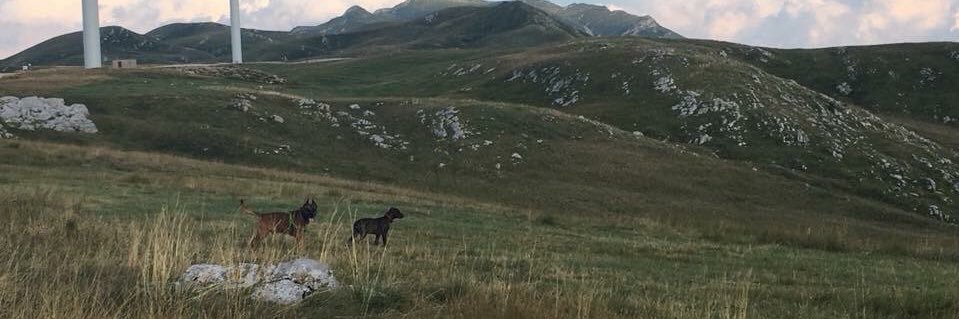 troonchica's profile banner image