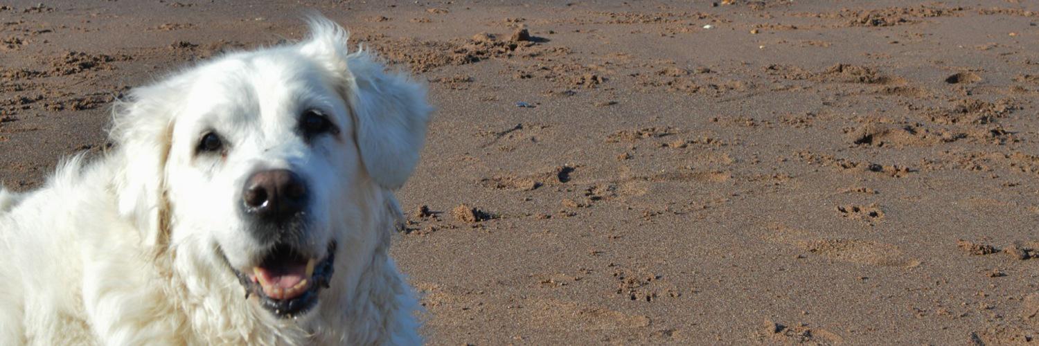 zoerobs0n's profile banner image