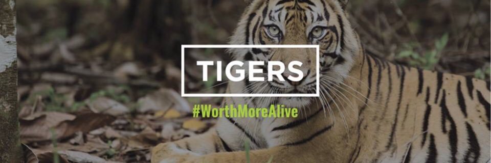 Global Tiger Day banner