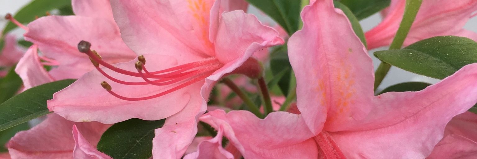 CaddiesMom's profile banner image