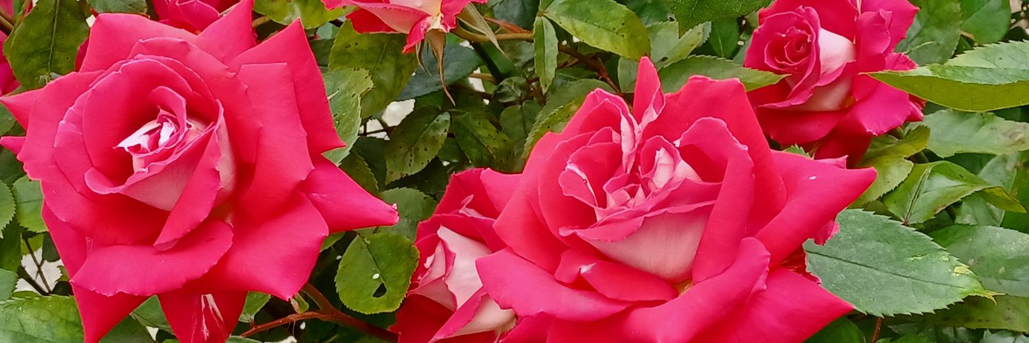 Tim 'The Beez' Bertolet banner