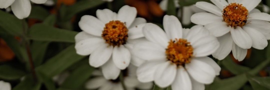 Ludivayne's profile banner image