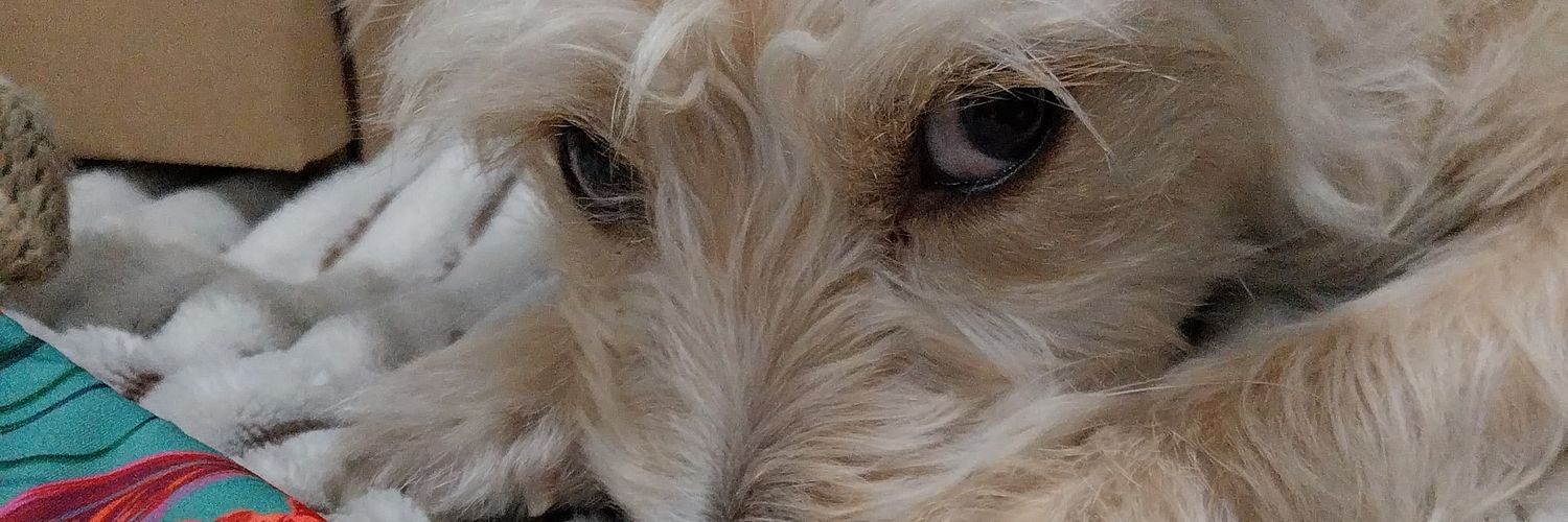 LuliMartin3's profile banner image