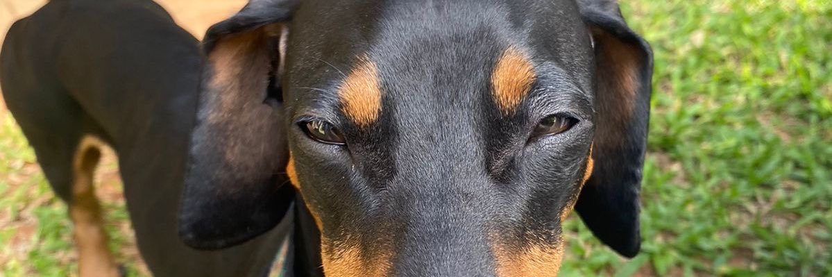 cecicabralm's profile banner image