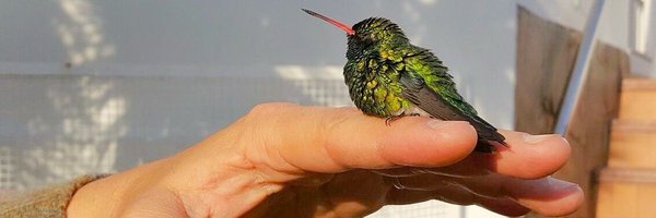 M_LauraCapalbo Profile Banner