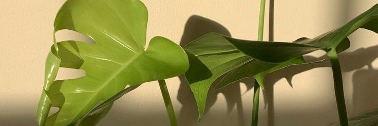 beatrizNT_14's profile banner image