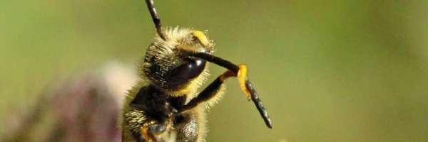 Silicon_alien Profile Banner