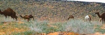 عبدالله المطيري banner