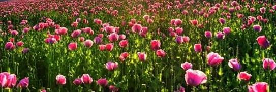JIMENA banner