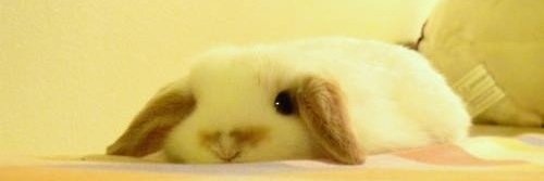 killerrt0fu's profile banner image
