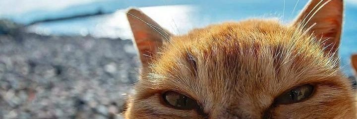 desydarista's profile banner image