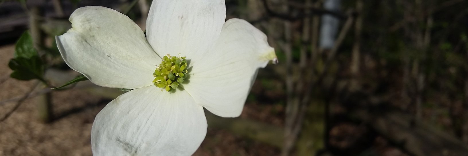Woodlands Nature Station in LBL banner