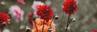 chelceytate's profile banner image