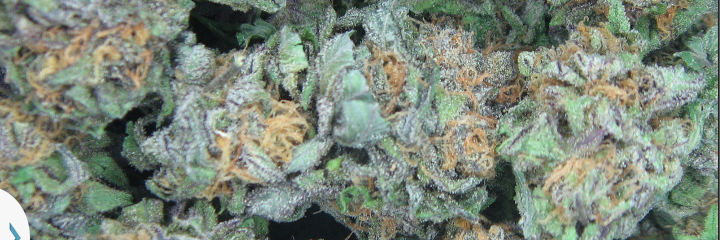 stedmarley's profile banner image