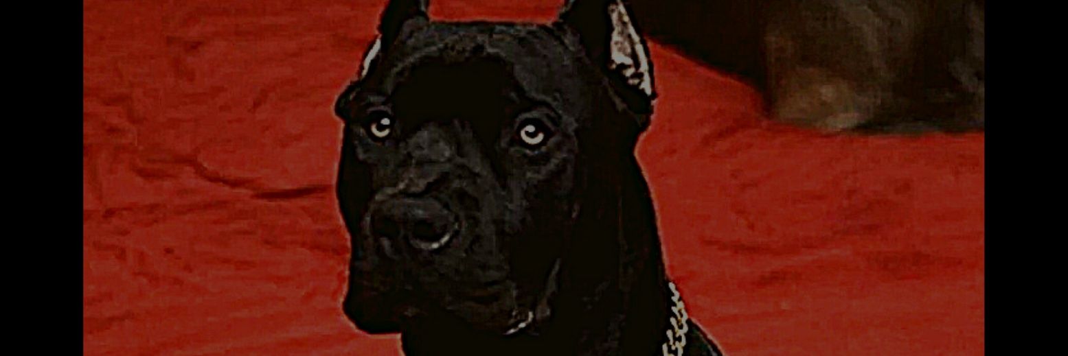 lowSurto's profile banner image