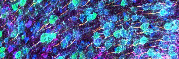 Stephanie Shiers banner