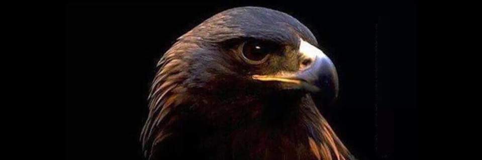 heronpf's profile banner image