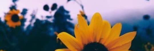 mandykombrink's profile banner image