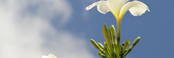 briashi84 Profile Banner