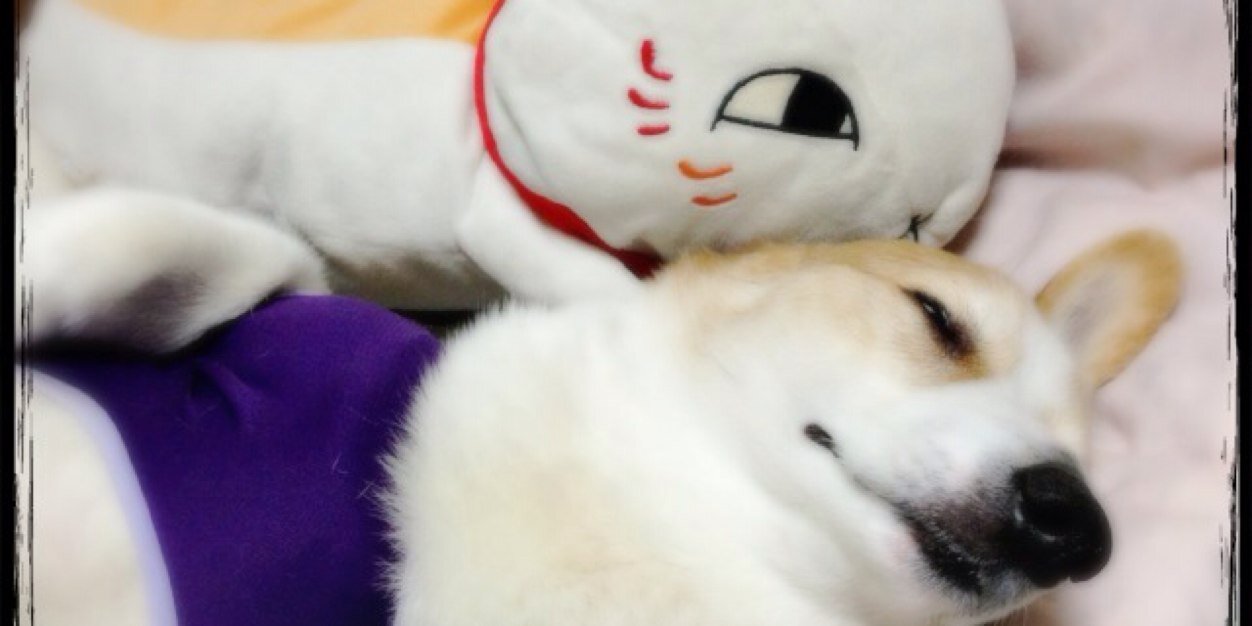 まゆロデわんこスキー❤︎'s banner