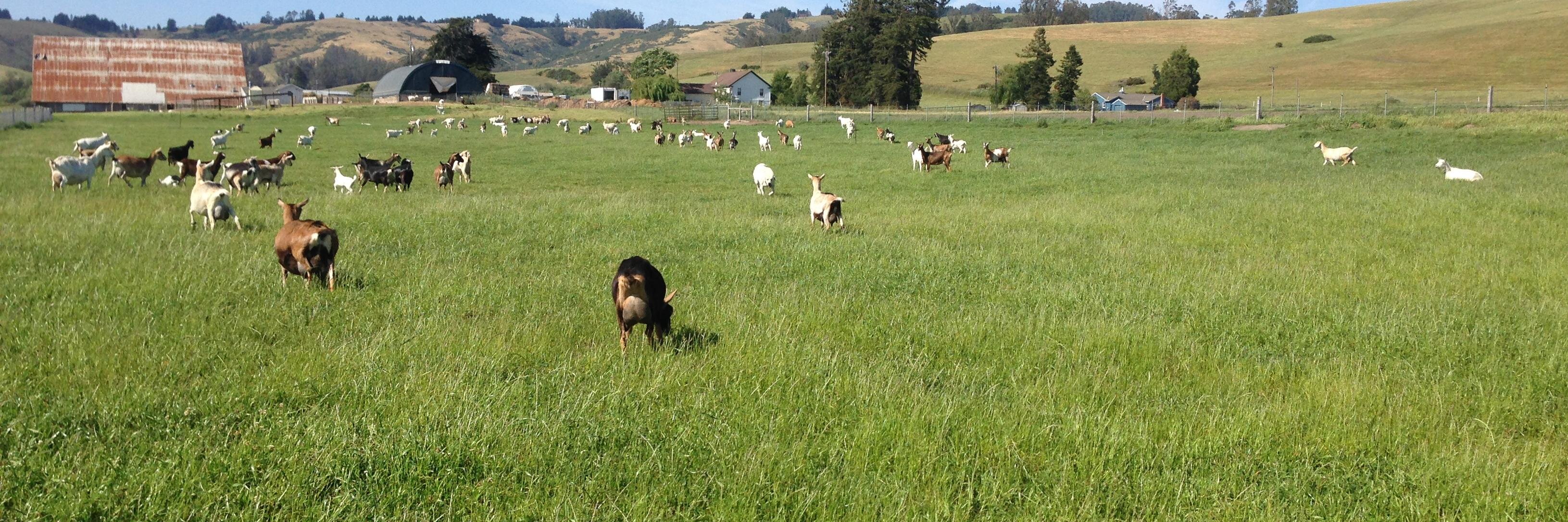 whitewhalefarm's profile banner image