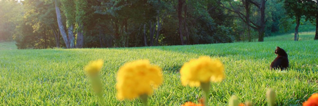 TonyaThrasher's profile banner image